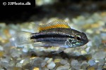 apistogramma bitaeniata