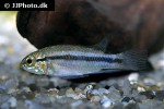 apistogramma bitaeniata