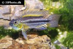 apistogramma bitaeniata