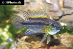 apistogramma bitaeniata