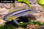 apistogramma bitaeniata