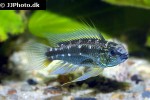 apistogramma bitaeniata