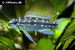 apistogramma bitaeniata