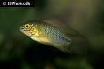 apistogramma borellii