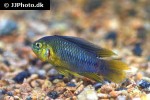 apistogramma borellii