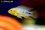 apistogramma borellii