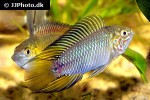 apistogramma borellii