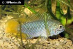 apistogramma borellii