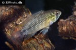 apistogramma borellii