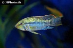 apistogramma brevis