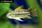 apistogramma cacatuoides