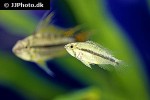 apistogramma cacatuoides