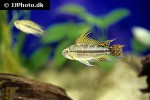apistogramma cacatuoides