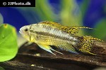 apistogramma cacatuoides
