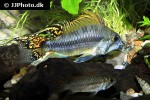 apistogramma cacatuoides