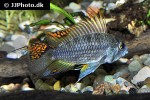 apistogramma cacatuoides