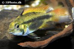 apistogramma cacatuoides orange