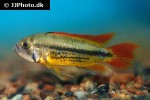 apistogramma cacatuoides orange