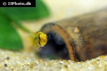 apistogramma cacatuoides orange