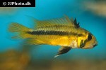 apistogramma cacatuoides orange
