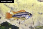 apistogramma cacatuoides orange