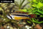 apistogramma cacatuoides orange