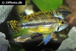 apistogramma cacatuoides orange