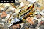 apistogramma cacatuoides orange