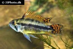 apistogramma cacatuoides red