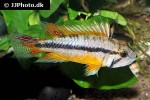 apistogramma cacatuoides red