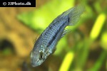 apistogramma caetei