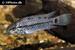apistogramma caetei