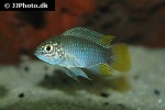 apistogramma cf borellii