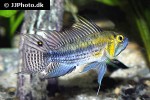 apistogramma cf cacatuoides