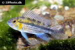apistogramma cf cacatuoides