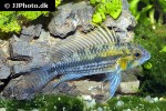 apistogramma cf cacatuoides