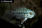 apistogramma cf caetei steelblue