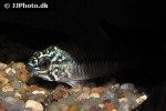 apistogramma cf caetei steelblue