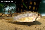 apistogramma cf megaptera