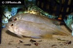 apistogramma cf megaptera apistogramma cf megaptera