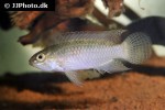 apistogramma cf pertensis apistogramma cf pertensis