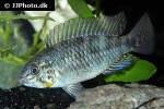 apistogramma commbrae apistogramma commbrae