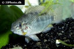 apistogramma commbrae apistogramma commbrae