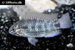 apistogramma commbrae apistogramma commbrae