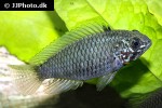 apistogramma commbrae apistogramma commbrae