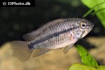 apistogramma commbrae apistogramma commbrae