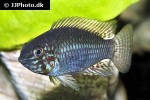 apistogramma commbrae apistogramma commbrae