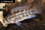 apistogramma commbrae apistogramma commbrae