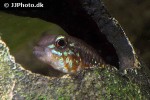 apistogramma elizabethae apistogramma elizabethae