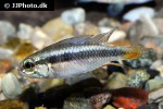apistogramma elizabethae apistogramma elizabethae